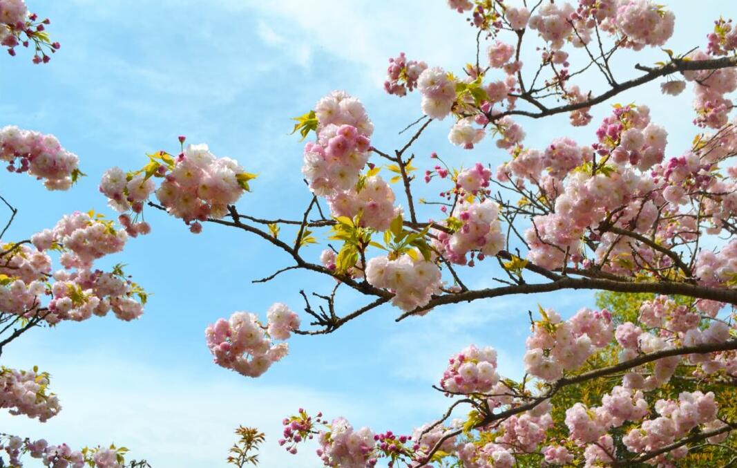 清明出游 |最美人間四月天，賞花踏青竇圌山！